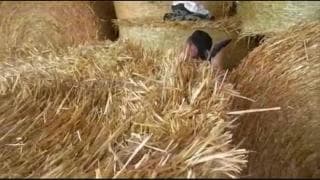 C'est dans le foin qu'il démonte cette mature