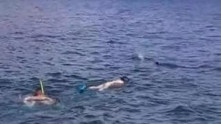 Couple qui va coucher sous la mer les amis Couple qui va coucher sous la mer les amis