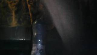 Amateur au cul poilu s'enfonce un gode anal